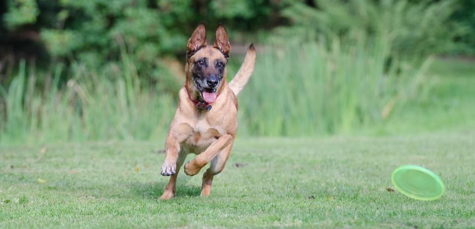 Hundsport
