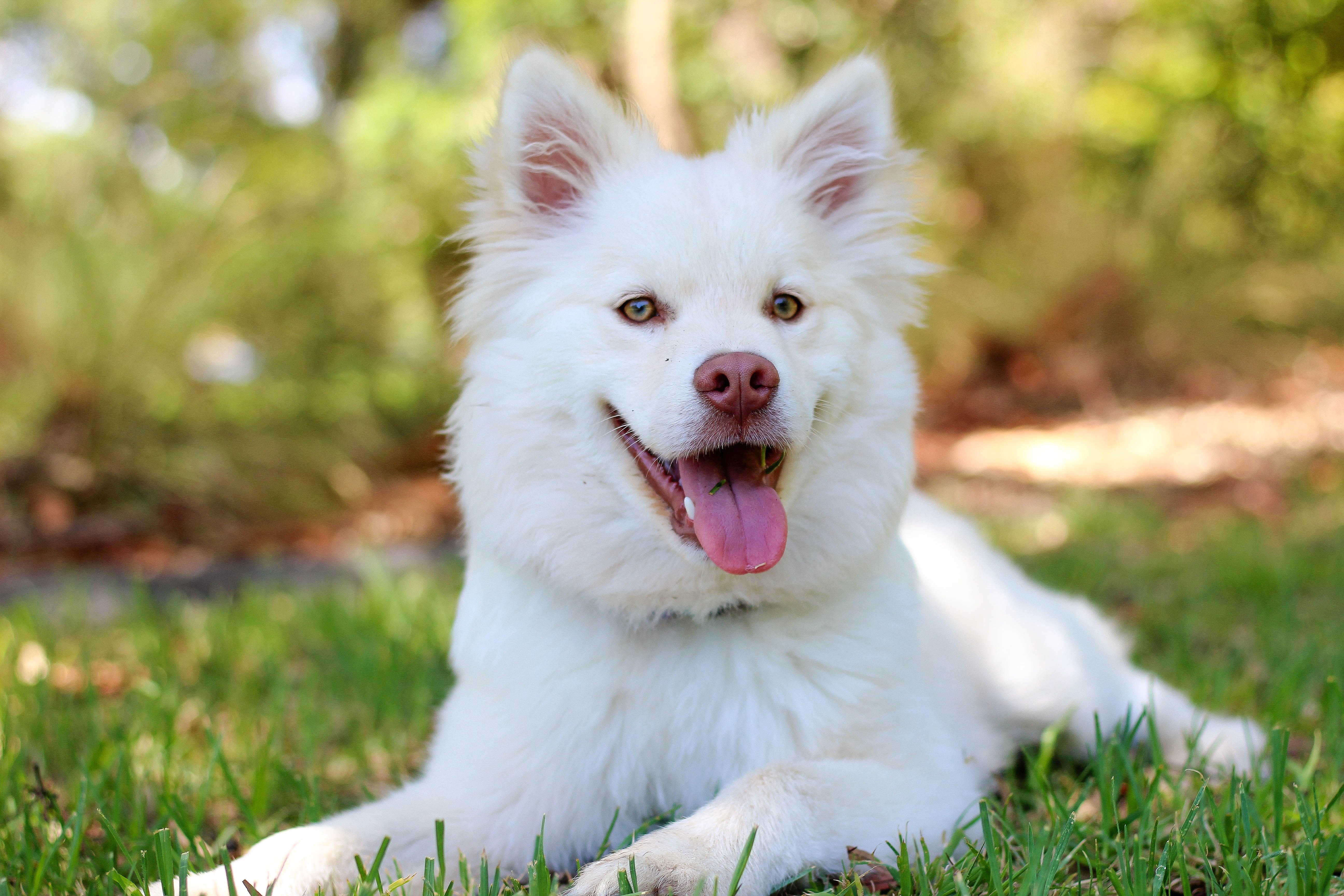 En vit hund